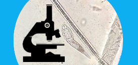 SMIO-2 Podstawy mikroskopowania