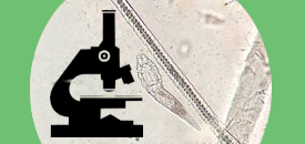 SMIK-1 Mikroskopy na zajęciach przyrodniczych